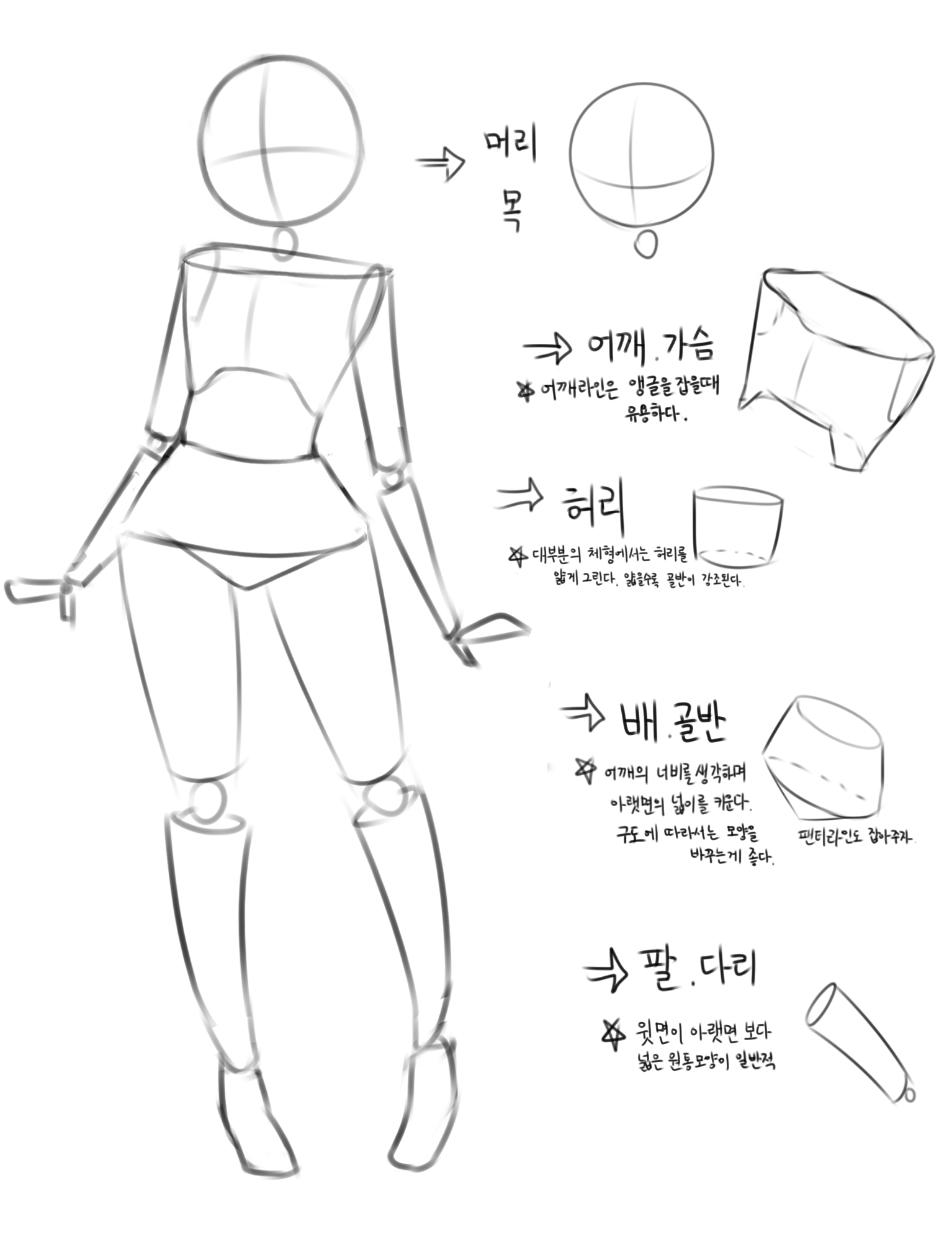 body anatomy drawing practice