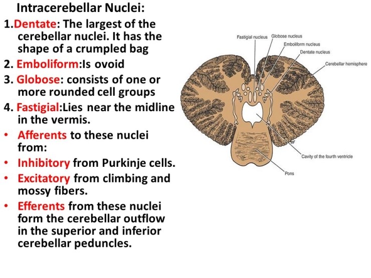소뇌와 그 연결경로. 소뇌의 겉모습, 구조, purkinje cell layer, grannular layer, 소뇌겉질의 기능