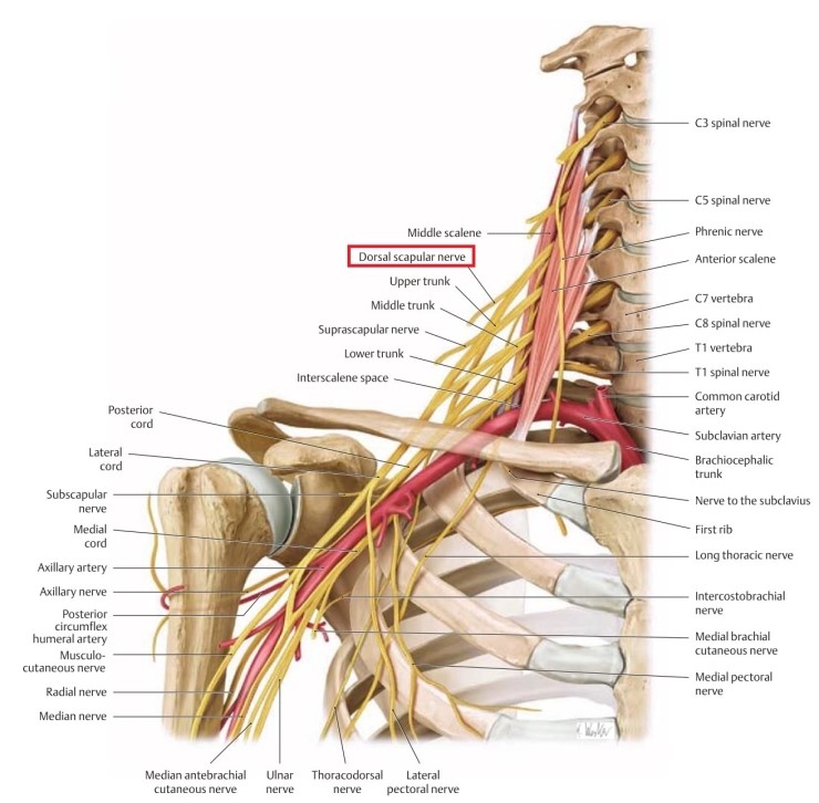 견갑배신경 포착(dorsal Scapular Nerve Entrapment) : 네이버 블로그