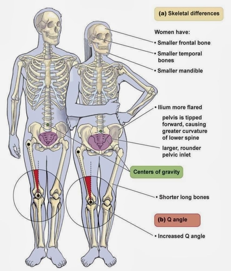 (골상학, 관상학) 남성과 여성의 골격 차이(Skeletal differences) 두개골, 골반, 다리, Q angle