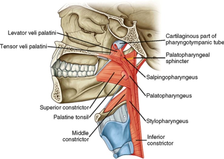 soft palate 네이버 블로그