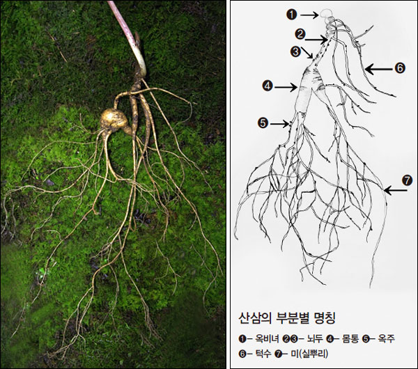 산삼(山蔘)의 비밀 