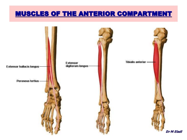 compartments of leg and movements