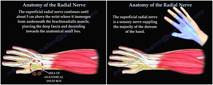 radial nerve Biology Diagrams