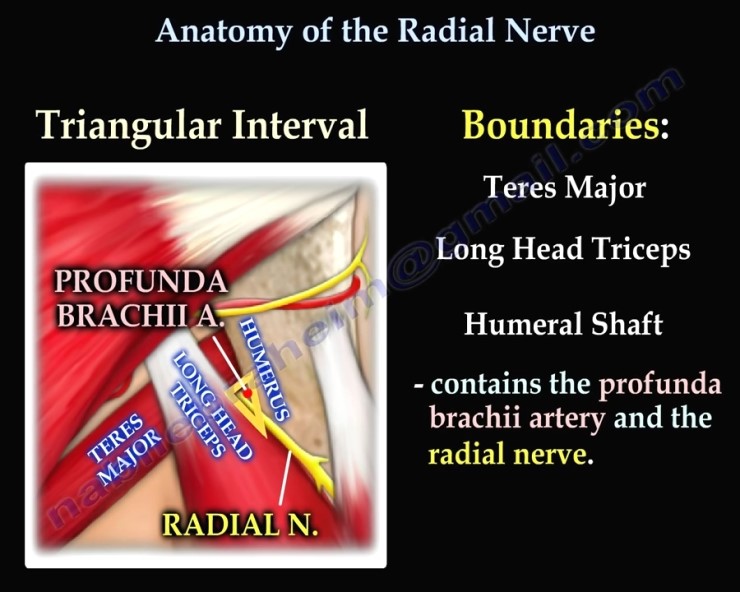์๊ณจ์ ๊ฒฝ(radial nerve)์ ์ฃผํ๊ฒฝ๋ก : ๋ค์ด๋ฒ ๋ธ๋ก๊ทธ Biology Diagrams
