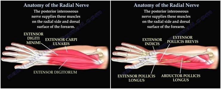 ์๊ณจ์ ๊ฒฝ(radial nerve)์ ์ฃผํ๊ฒฝ๋ก : ๋ค์ด๋ฒ ๋ธ๋ก๊ทธ Biology Diagrams