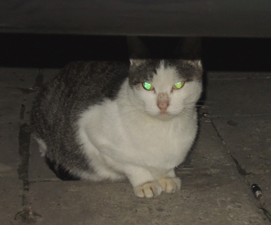 [길고양이 밥주기] 맛있게 밥 먹는 동네 길고양이 토깽이