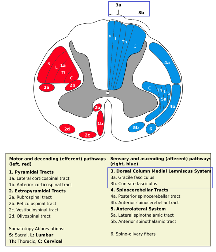 dorsal-colum-medial-lemniscus-posterior-column