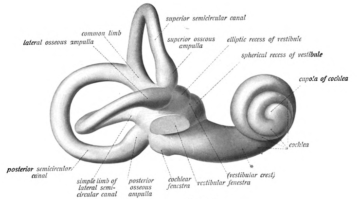 두부충동검사(head thrust test) : 네이버 블로그
