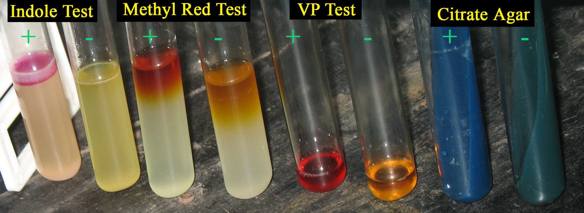 imvic-test