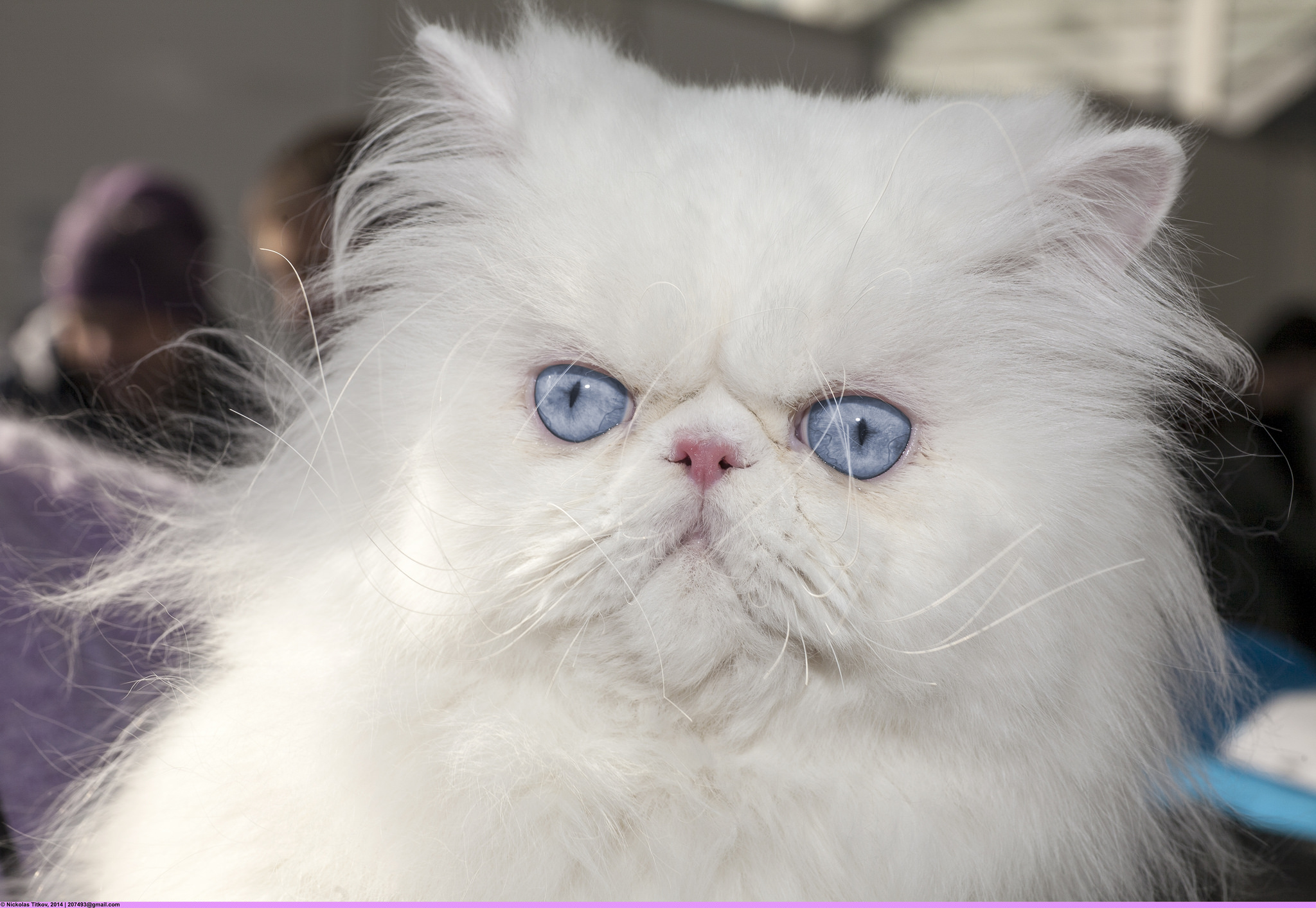 고양이 종류 - '고양이계의 귀부인' 페르시안 고양이[Persian Cat]