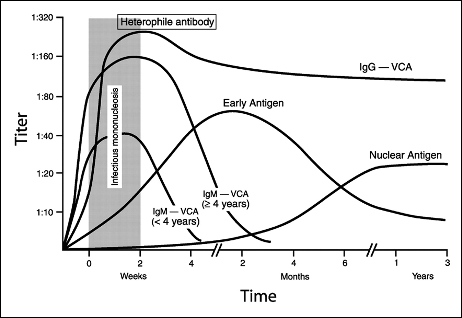 epstein-barr-virus-test-procedure-results-and-interpretation