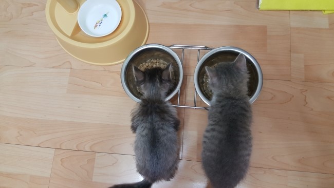 아기고양이 식기, 아기고양이 캣타워