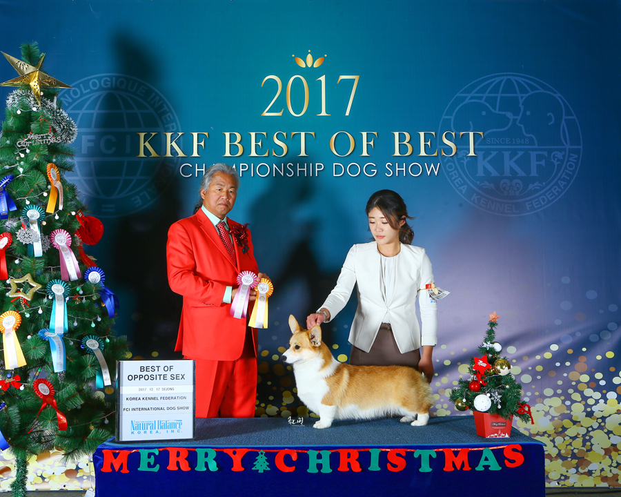 2017. 12. 17 Best of Best Dog Show "Holly" Best of Opposite sex! - 블로그