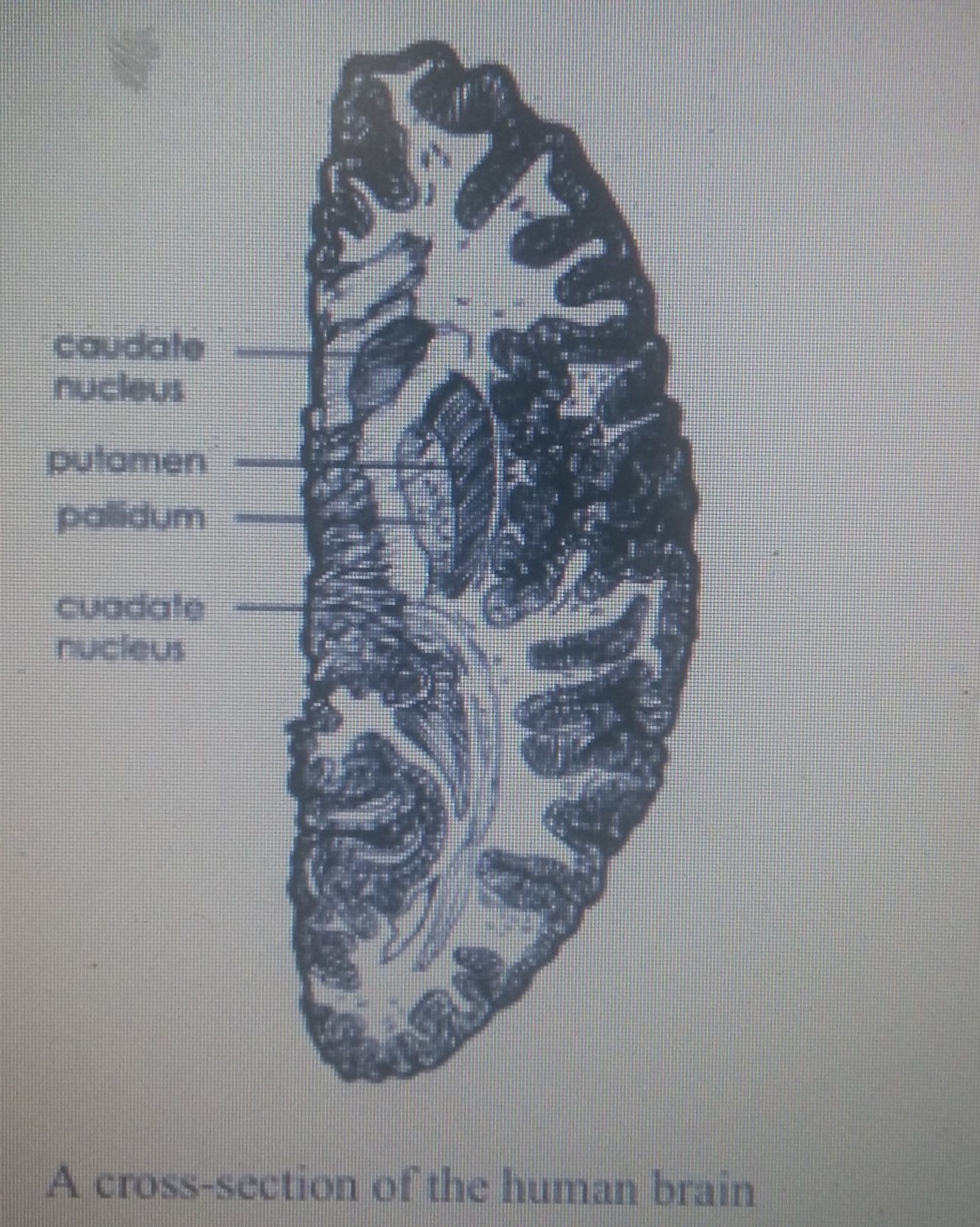 The Geography of Sex, Love on the Brain - 블로그