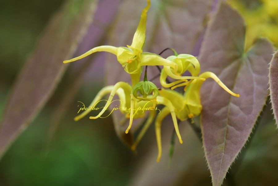 삼지구엽초 '스파인 팅글'(Epimedium 'Spine Tingler') - 블로그