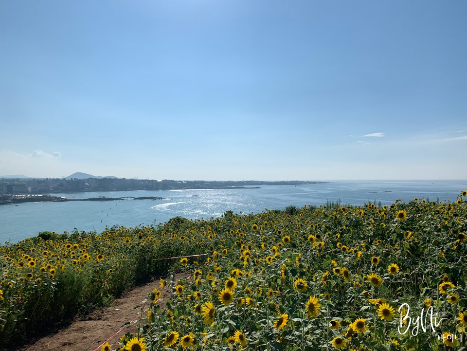 [제주여행] 제주도 함덕서우봉해변 제주도 함덕해변 서우봉 함덕서우봉 제주도여행 제주도4박5일 제주4박5일 제주도해변 제주해변