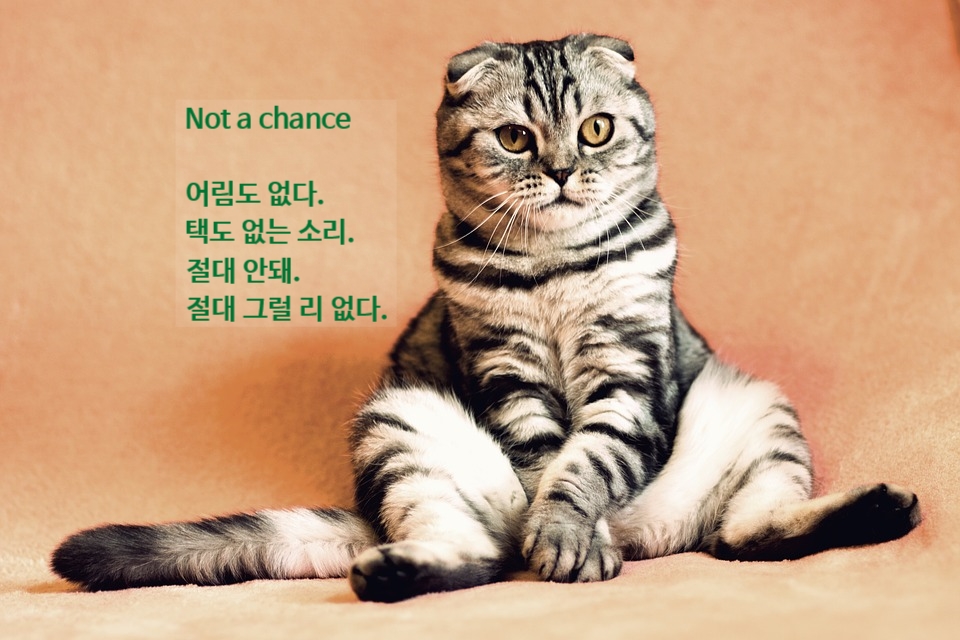 일상영어회화 '어림도 없지'영어로 Not a chance