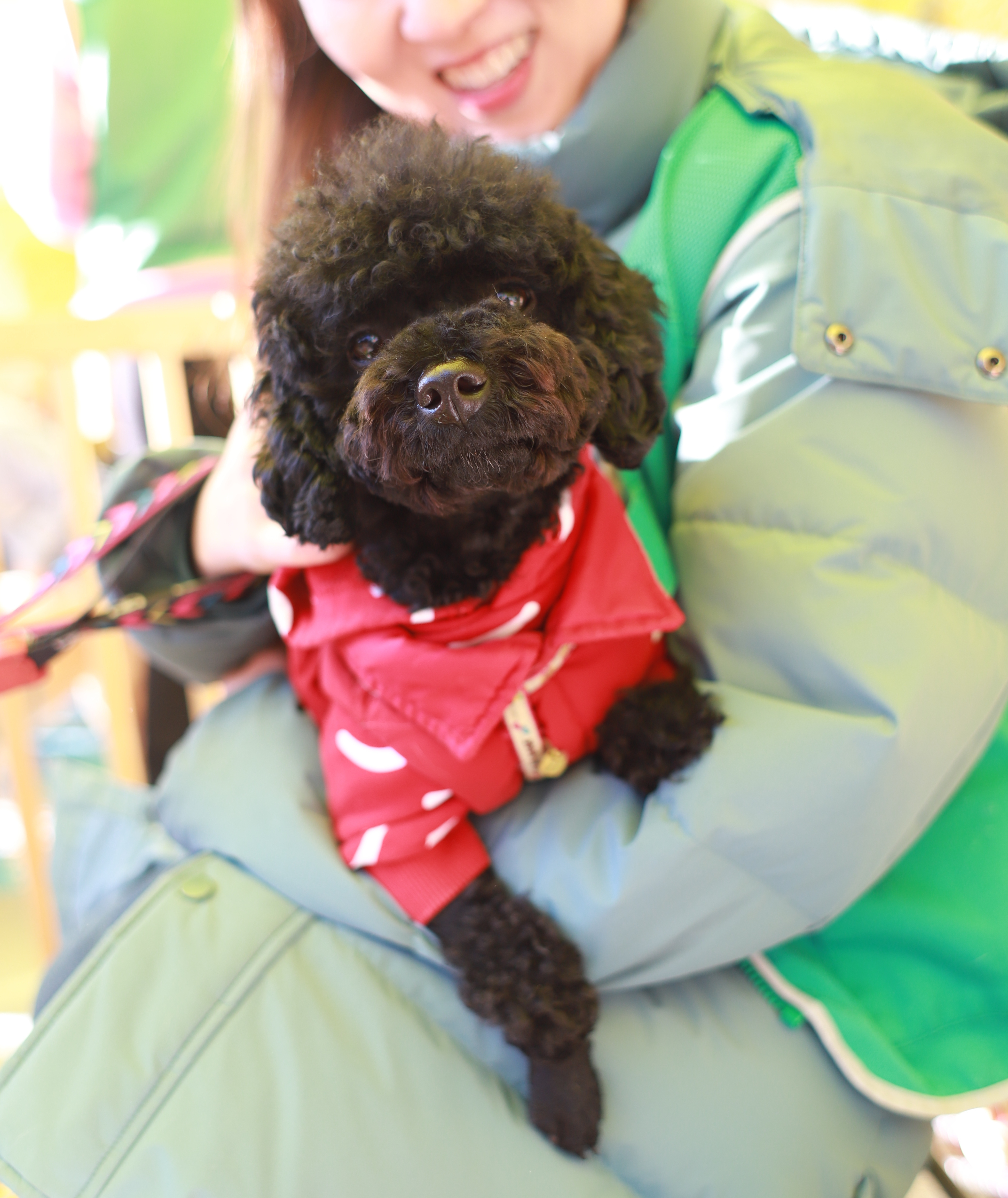 #71 2020년 1월 18일 유행사 유기견 캠페인 - 블로그