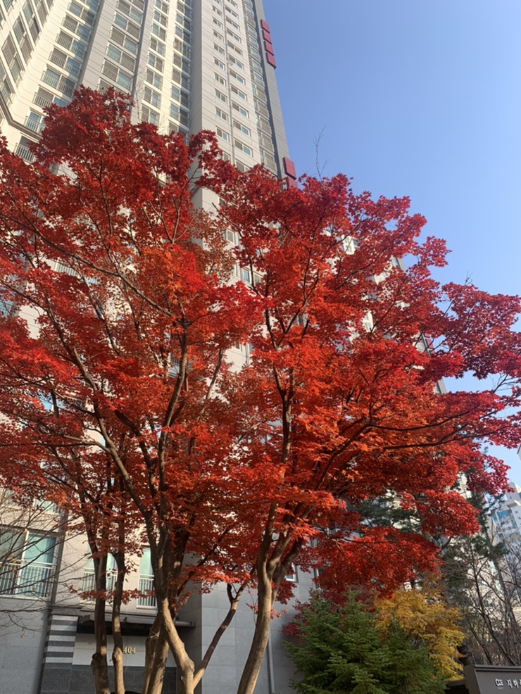 Nov 2020 - 블로그