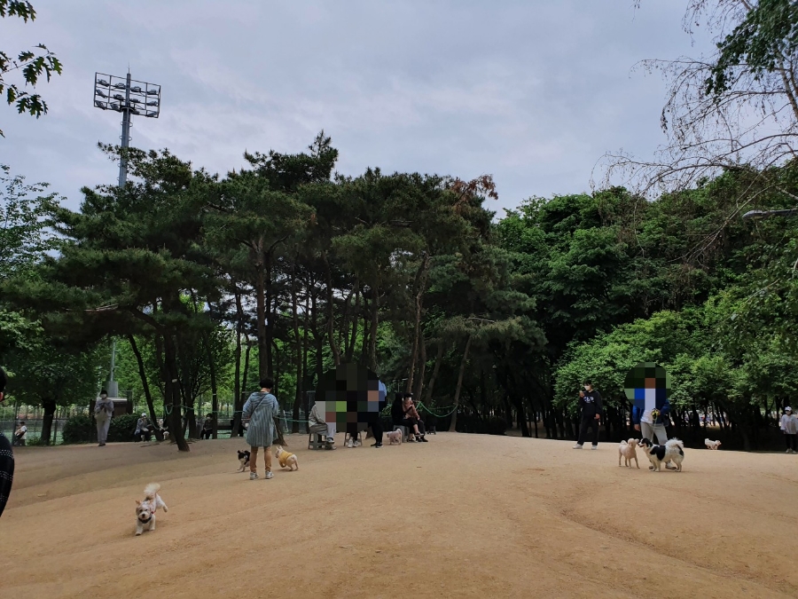 반려견공원앞공영주차장 산책