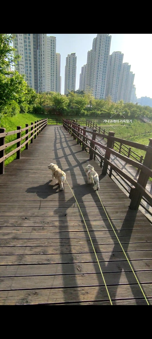 운정호수공원산책로 반려견 산책