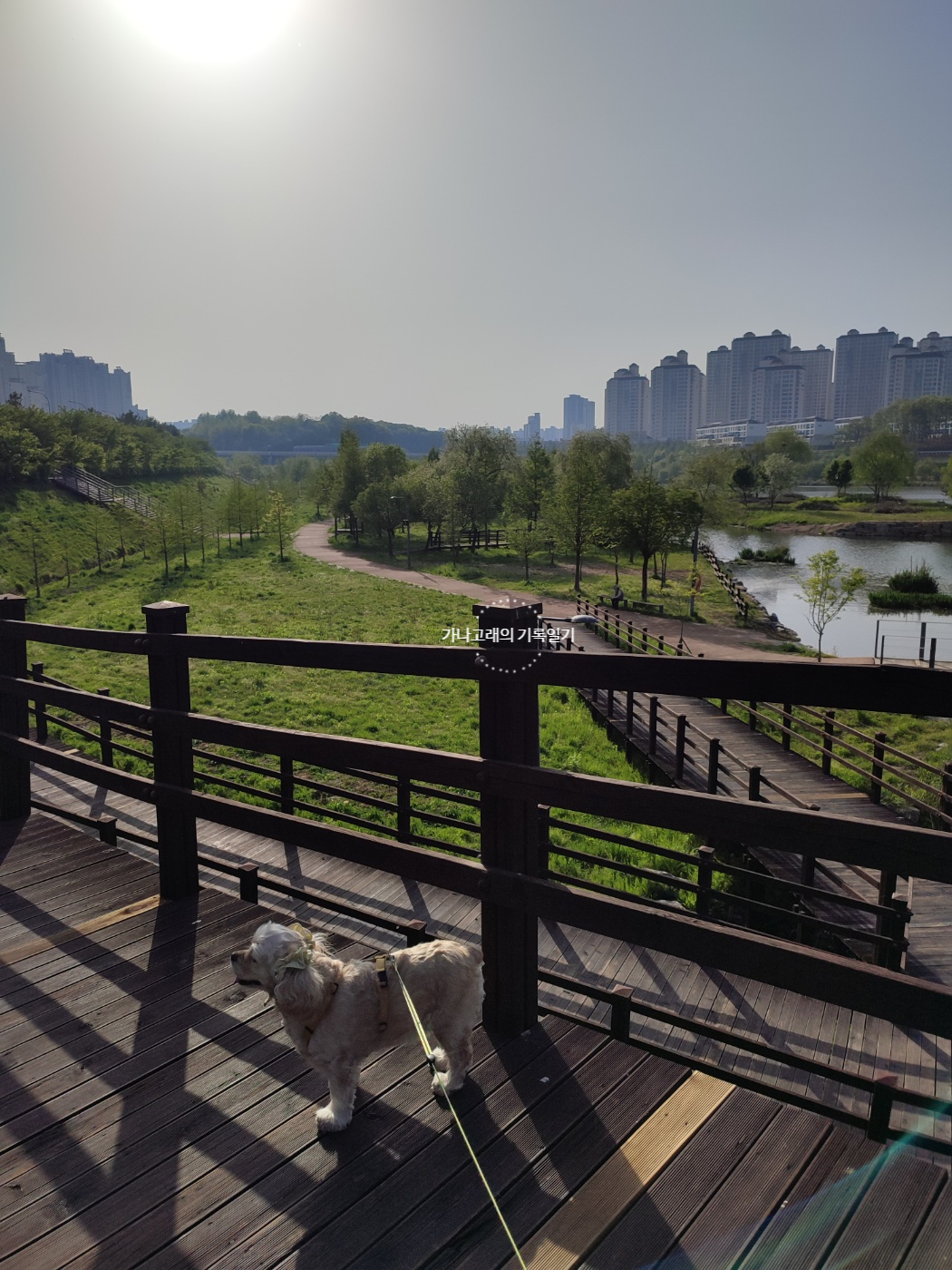 운정호수공원 반려견 산책