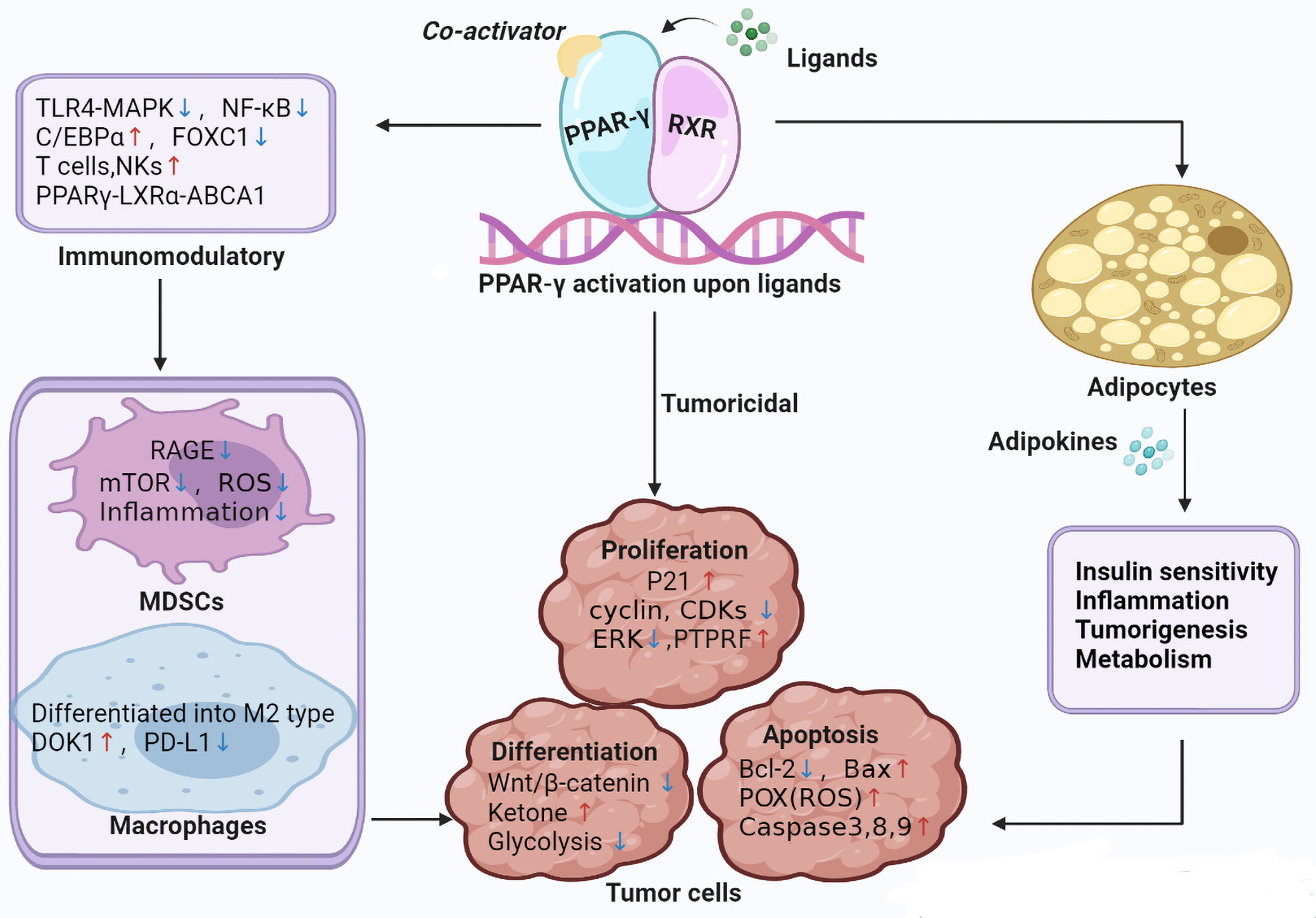암을 굶기는 치료법, 1. 암의 신호 차단 / 아주아주 쉬운 암 대사치료