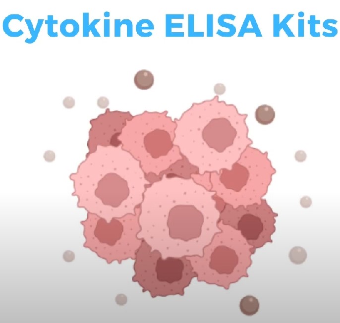 cytokine.jpg