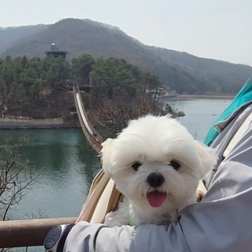 마장호수 출렁다리 이미지 22
