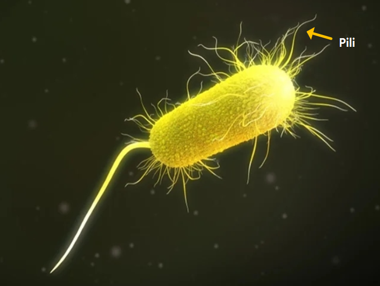 만성 재발성 방광염(Chronic Recurrent Bacterial Cystitis)