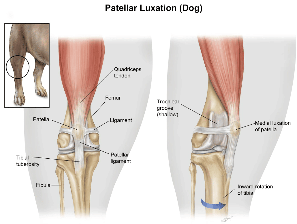 Patellar_Luxation_Dog_721_2014.png