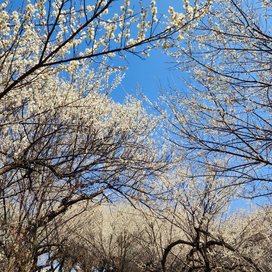 광양참매실농원 이미지 29