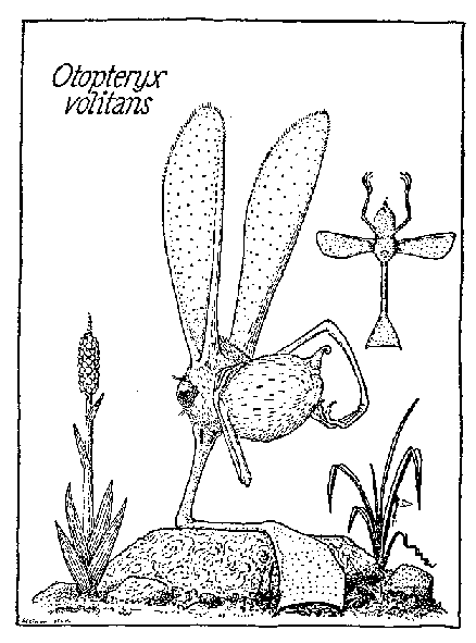 otopteryx1.gif