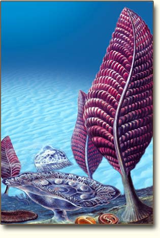 카르니오디스쿠스 [Charniodiscus] 네이버 블로그