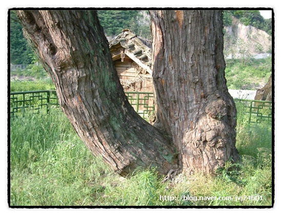 [이 한 그루의 나무] 송사동의 소태나무 (천연기념물 제 174호) 