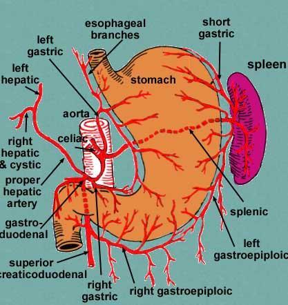 celiac trunk : 네이버 블로그