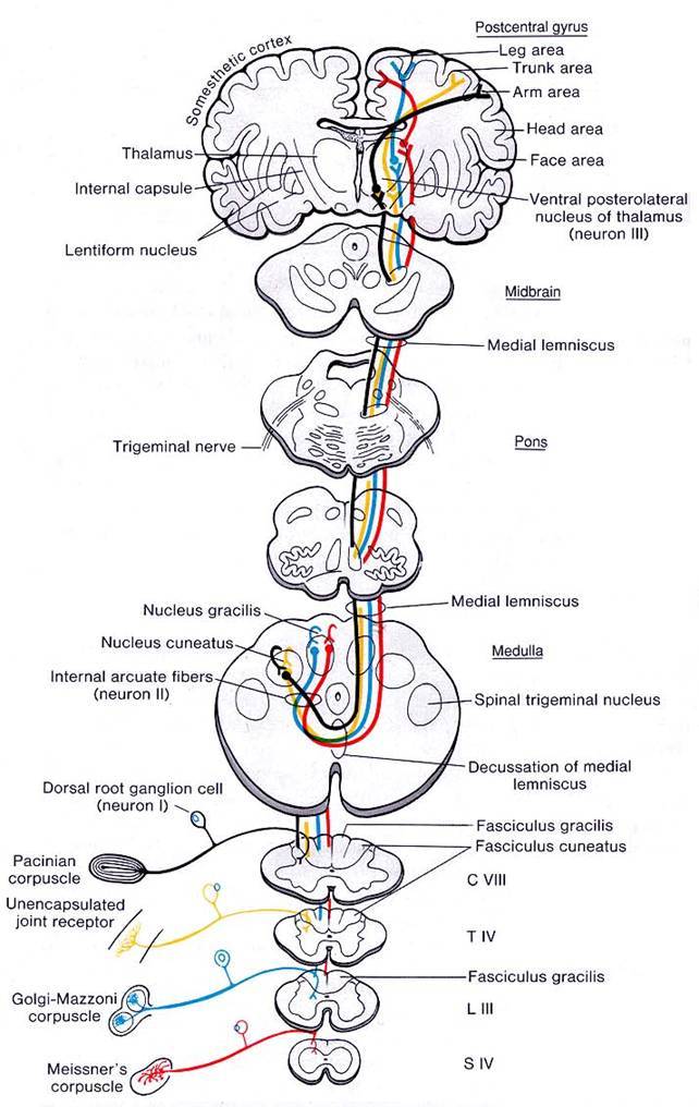 Posterior Column Medial Lemniscus Pathway 네이버 블로그