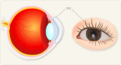 눈의 기능(각막/결막/공막/맥락막/망막) : 네이버 블로그