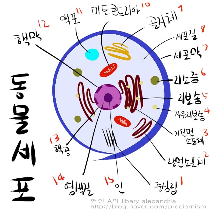 세포-1) 동물세포와 식물세포의 구조 : 네이버 블로그