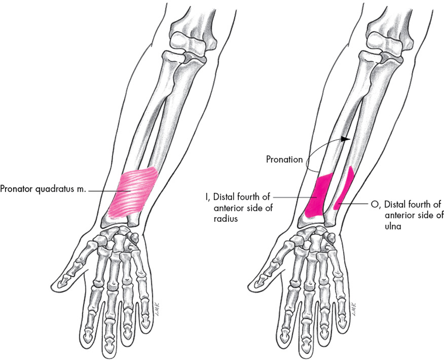 해부학, 척골과 요골(ulna and radius) : 네이버 블로그