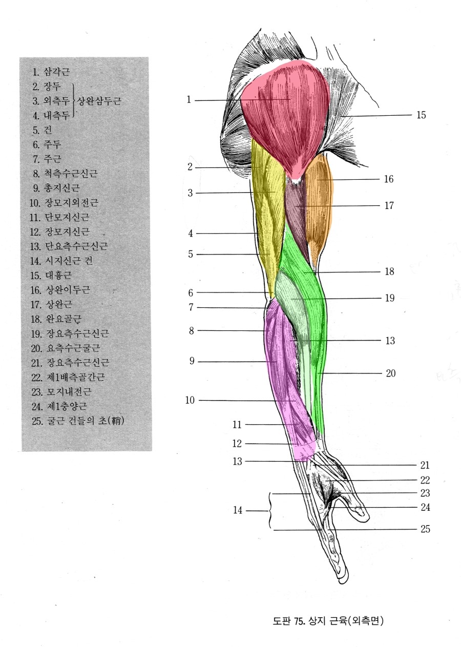 [그림일기 13일] 그림 그리기의 기초 인체편 6 - 팔 근육, 원화 모작 : 네이버 블로그