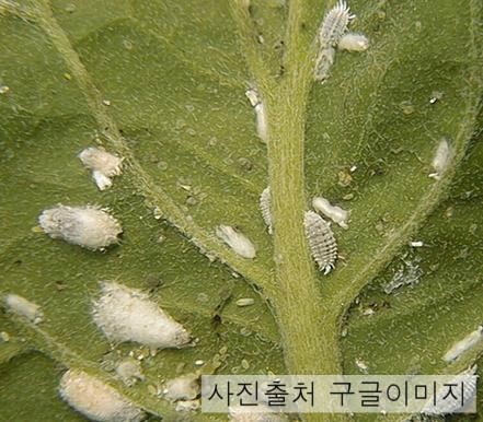 식물들을 괴롭히는 응애,깍지벌레,개각충,진딧물~ : 네이버 블로그