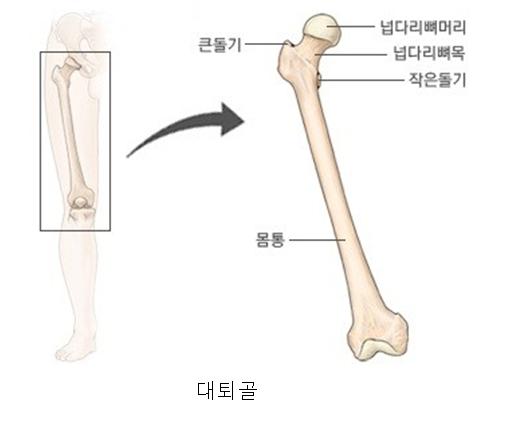 뼈막=골막•뼈속막=골내막•골수강•골수•혈액세포•조혈•말초혈액•장골•대퇴골=넙다리뼈•골반•볼기뼈=관골=무명골 : 네이버 블로그