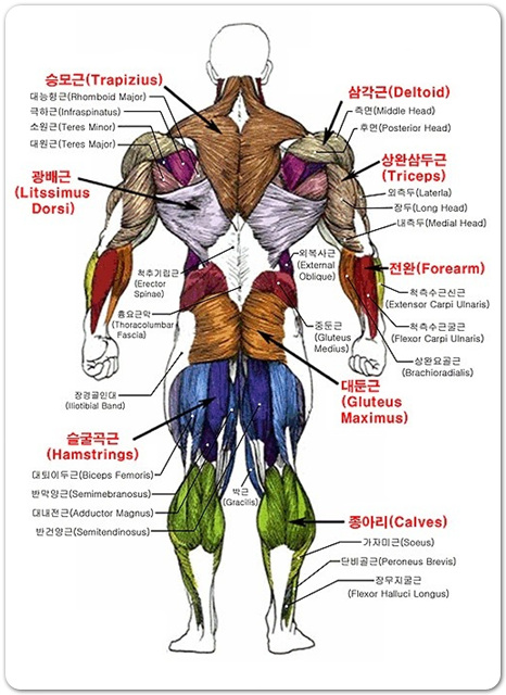 근육 명칭,신체 부위명칭,근육 조직 이름 : 네이버 블로그