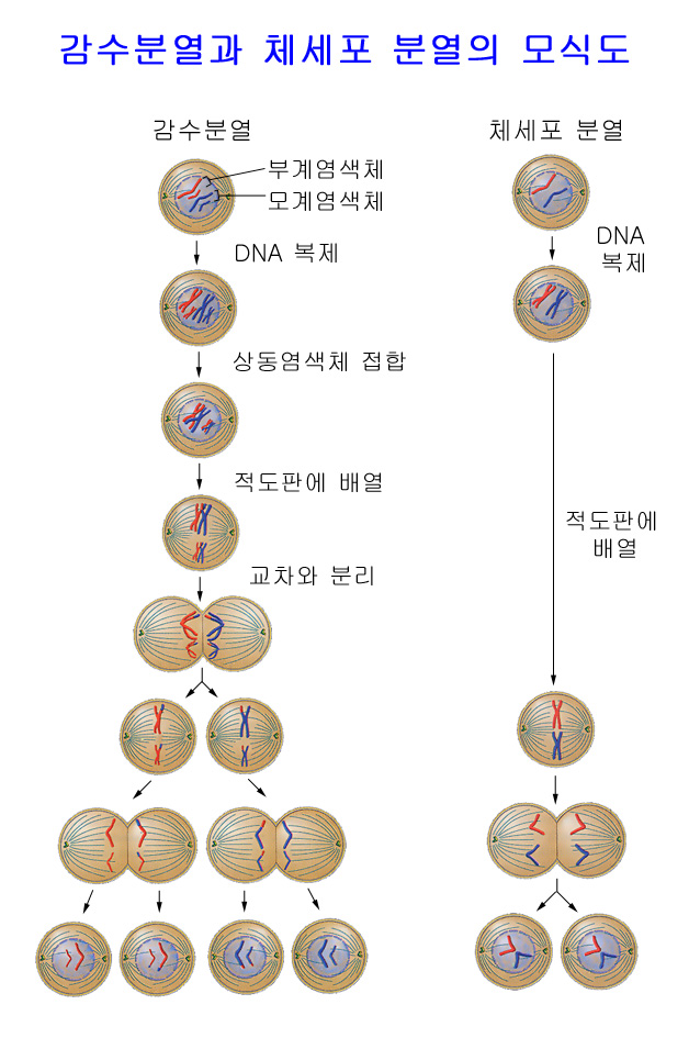 체세포분열과 감수분열의 차이 : 네이버 블로그