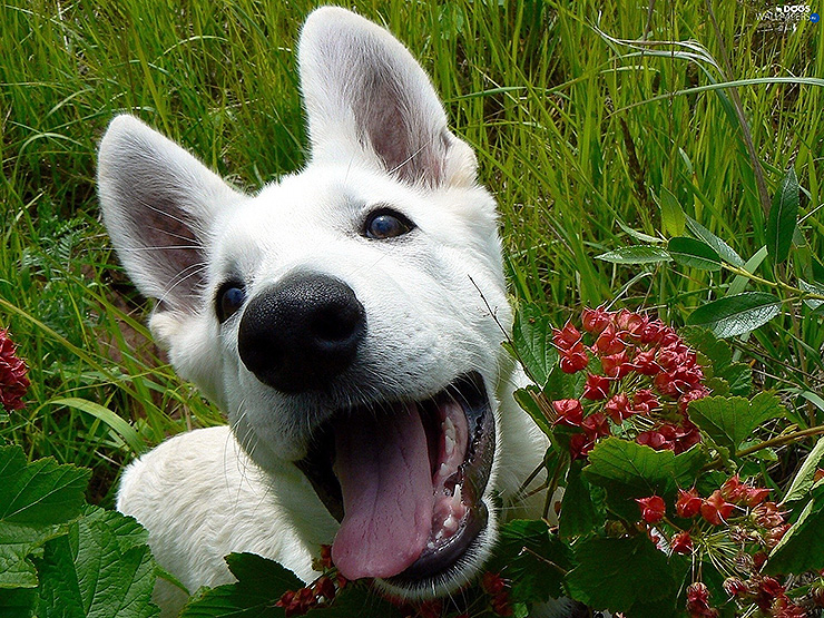  white swiss shepherd 