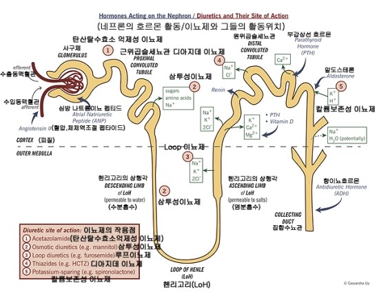 신장의 기능 : 네이버 블로그