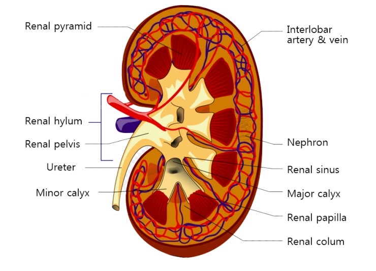 Sinus Rénaux 신장 초음파 해부도 : 네이버 블로그